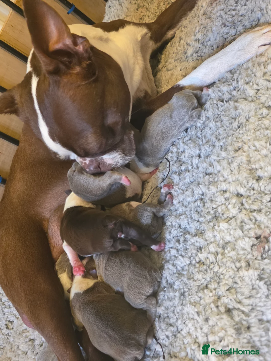 Boston Terrier dogs for sale: Chunky, Big and Beautiful KC Bostons  in Doncaster - Advert 1