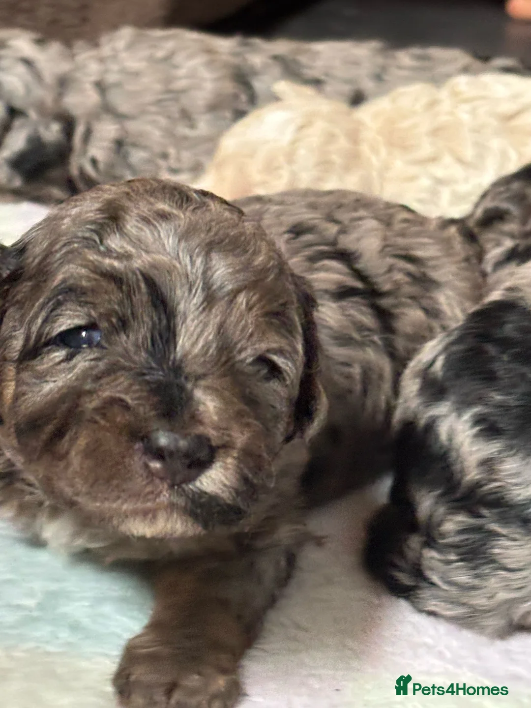 Toy Poodle dogs for stud: Stunning playful Parti Toy Poodle at Stud in Cannock - Advert 9