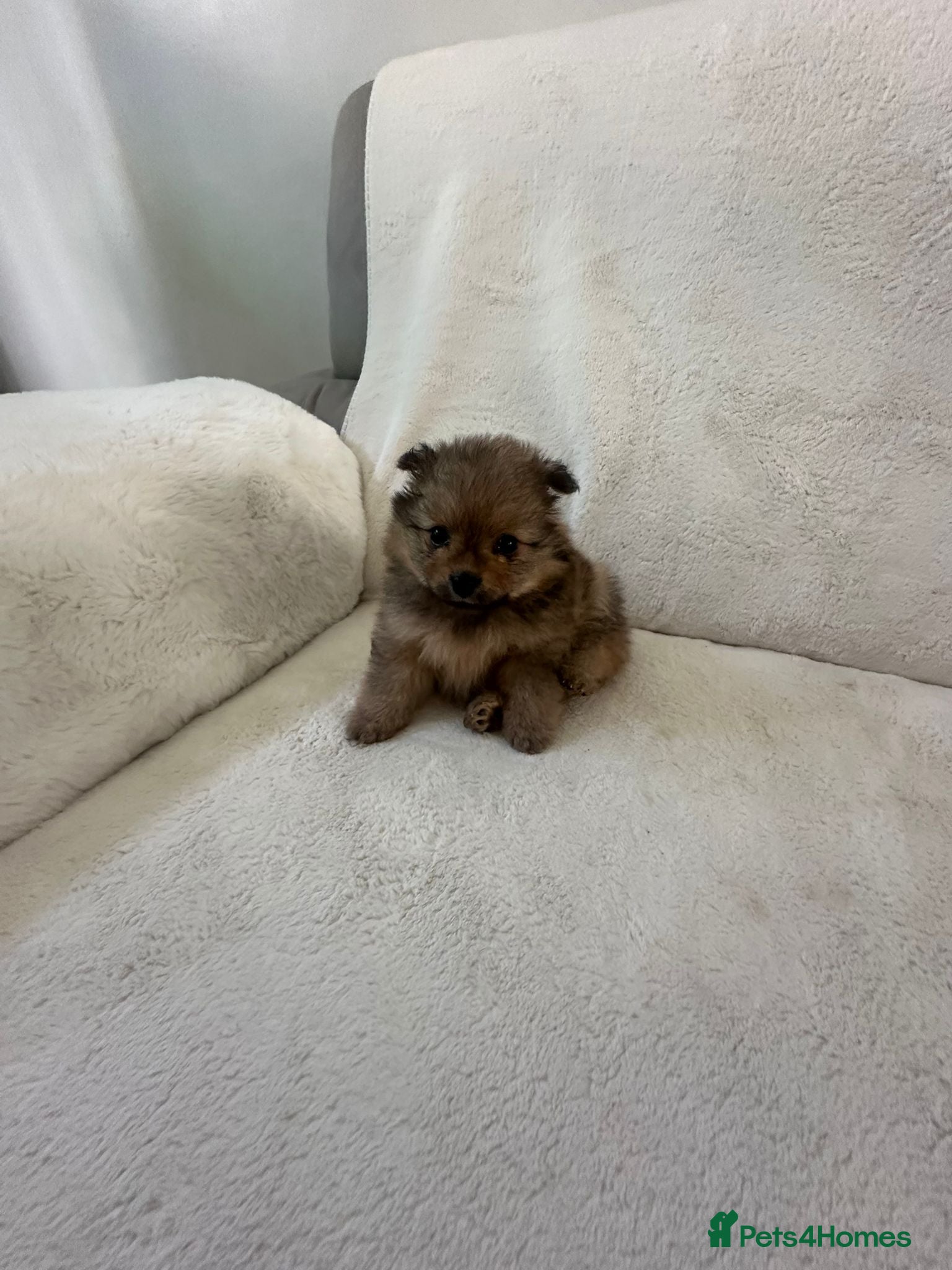 Pomeranian dogs Beautiful Pomeranian puppies ready soon - Advert 1