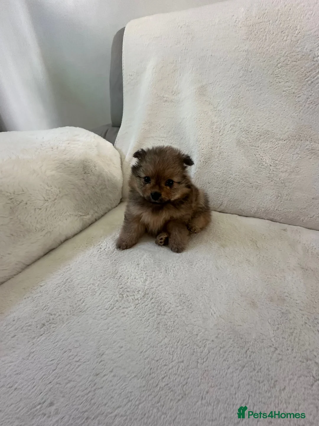 Pomeranian dogs for sale: Beautiful Pomeranian puppies ready soon in Hemel Hempstead - Advert 1