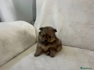 Pomeranian dogs Beautiful Pomeranian puppies ready soon - Advert 1