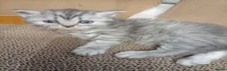 Mixed Breed cats for sale: British shorter/scotish  in Romford - Advert 4