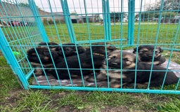German Shepherd dogs for sale: German shepherd puppies  - Image 19