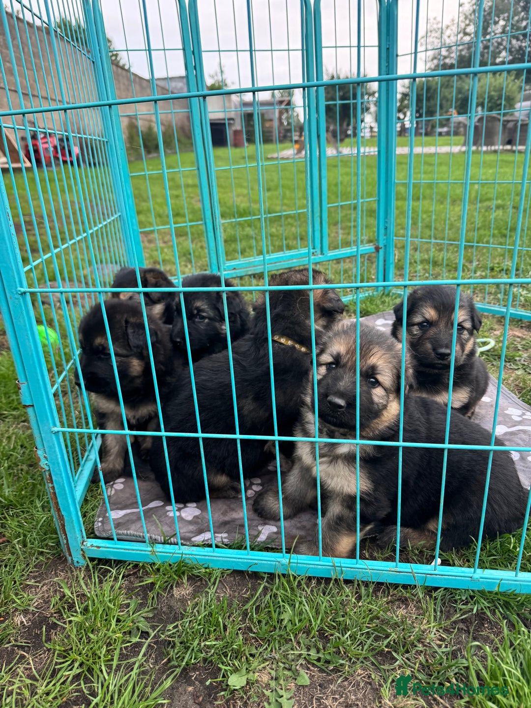 German Shepherd dogs for sale: German shepherd puppies  - Image 19