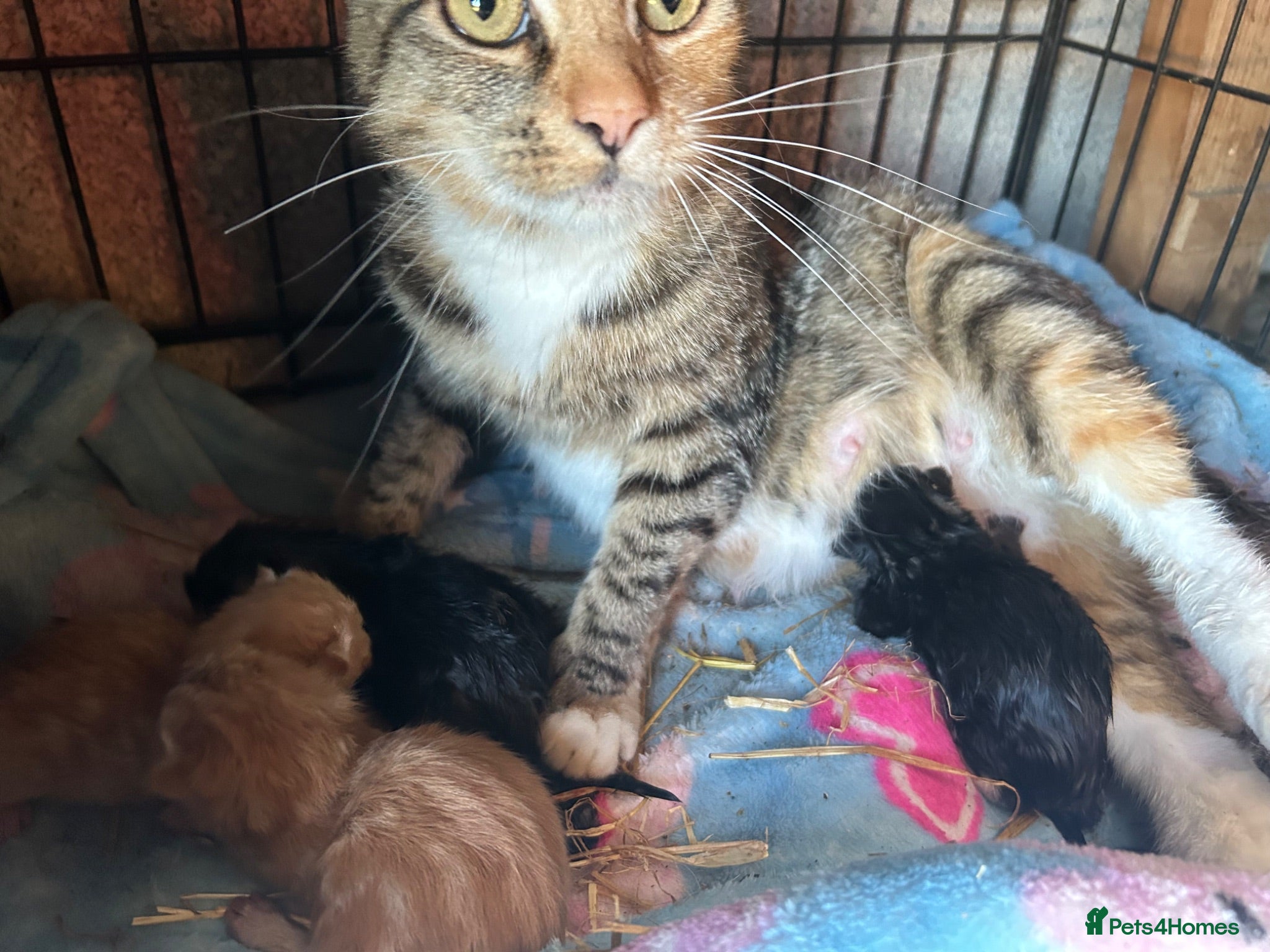 Mixed Breed cats Five very beautiful little boys.  - Advert 1
