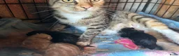 Mixed Breed cats for sale: Five very beautiful little boys.  - Advert 1