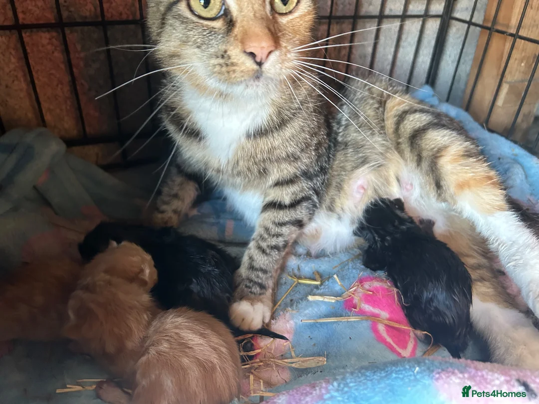 Mixed Breed cats for sale: Five very beautiful little boys.  - Advert 1