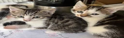Mixed Breed cats for sale: 6 Lovely kittens for sale  - Advert 6