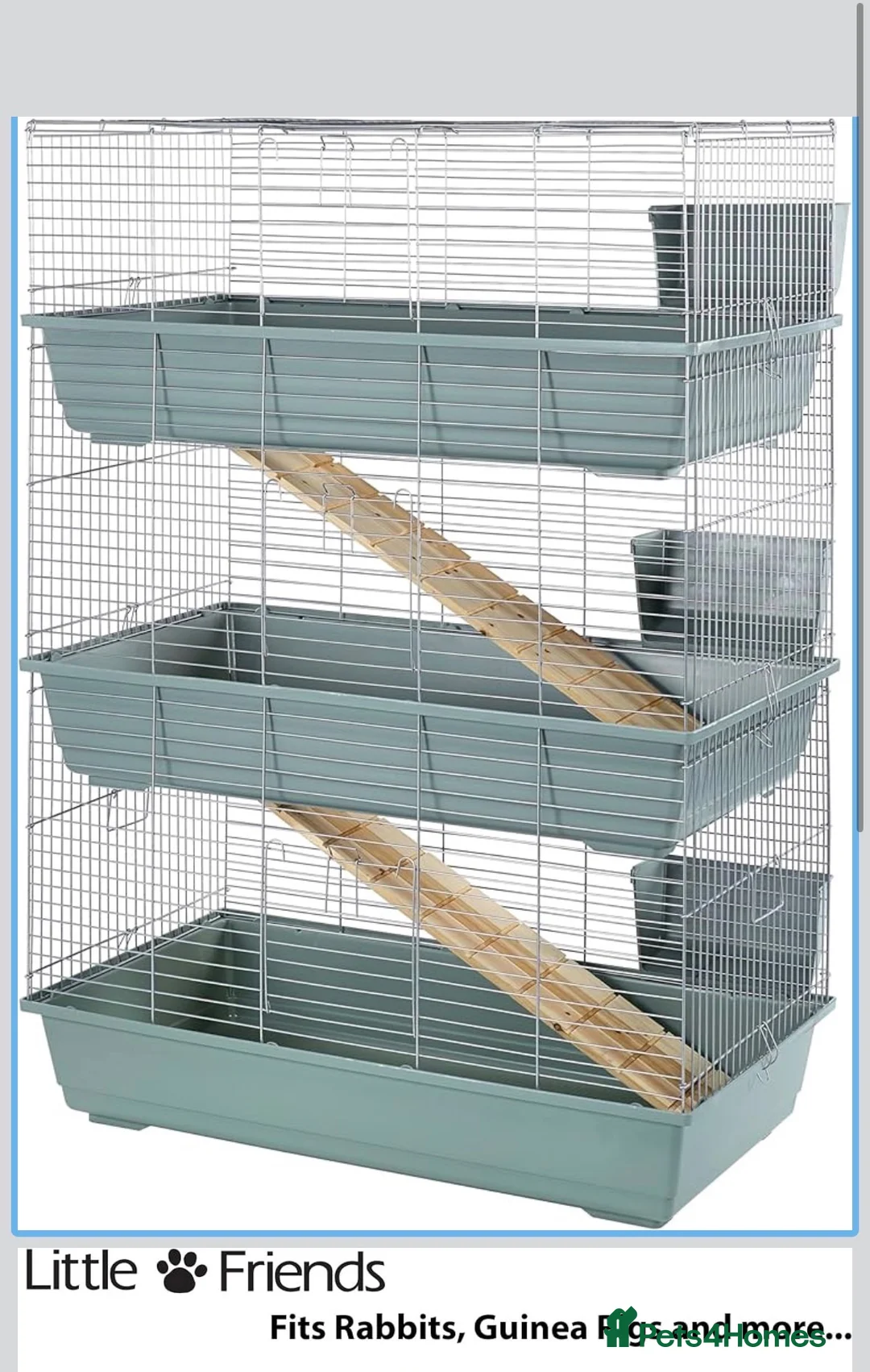 Rat rodents for sale: Rat boys  - Advert 5