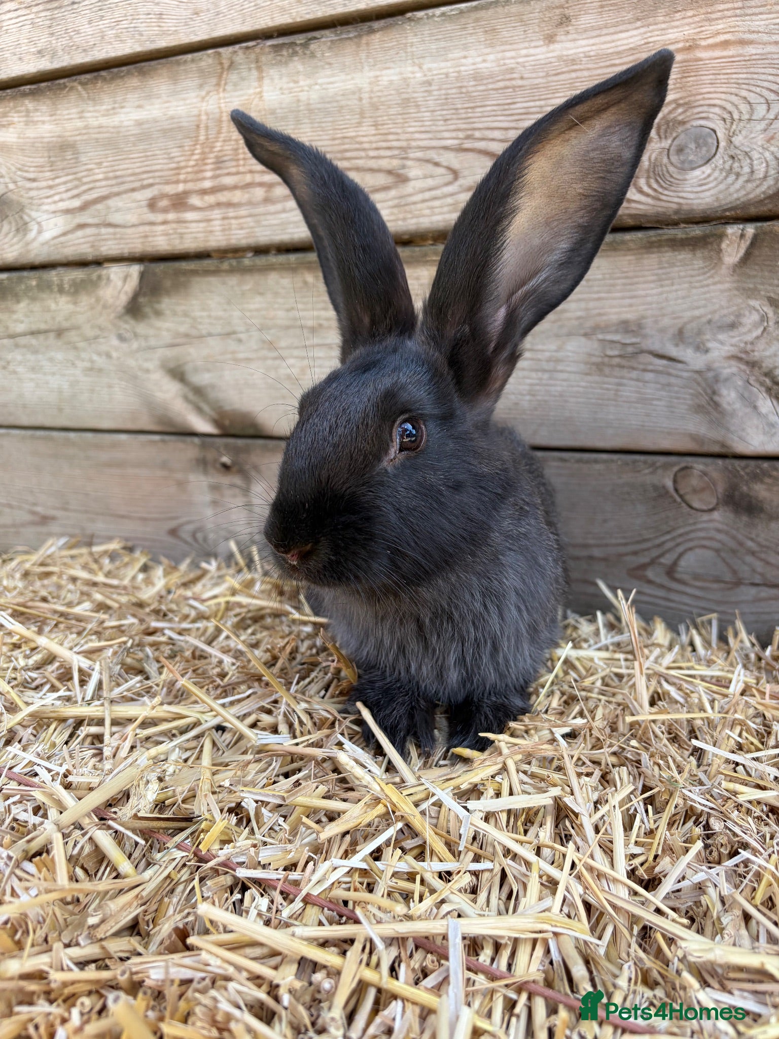 Continental Giant rabbits Continental giant babies available  - Advert 18