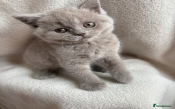 British Shorthair cats for sale: Registered British Shorthair Kittens ❤️  - Image 1