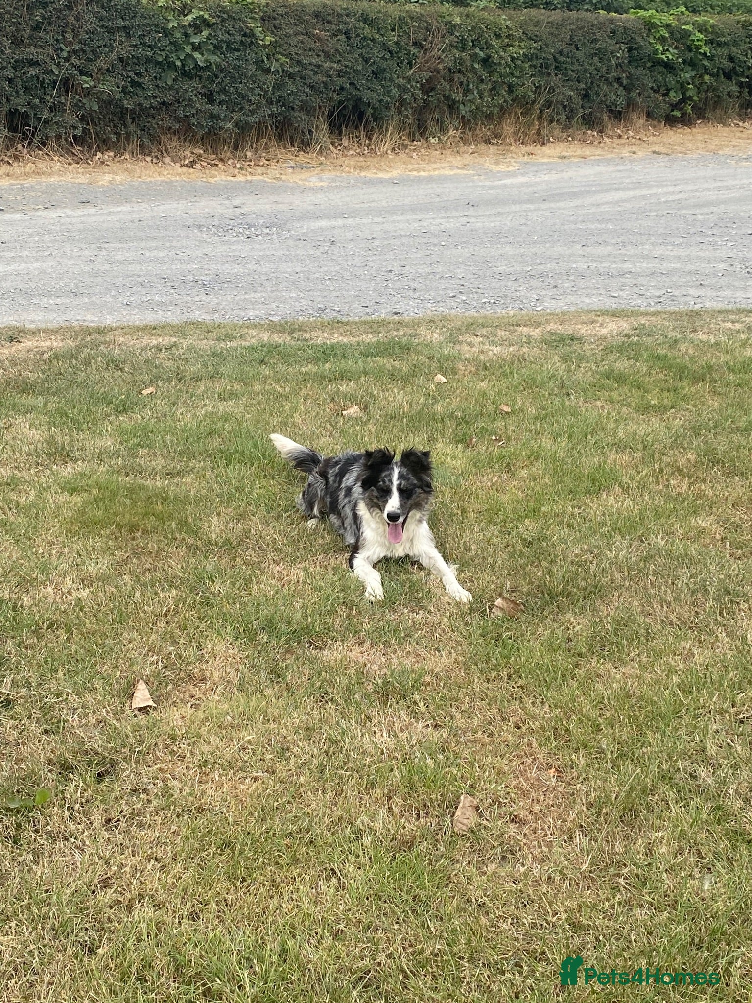 Border Collie dogs 1 little girl looking for a forever home  - Advert 2
