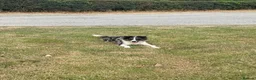 Border Collie dogs for sale: 1 little girl looking for a forever home  - Advert 1