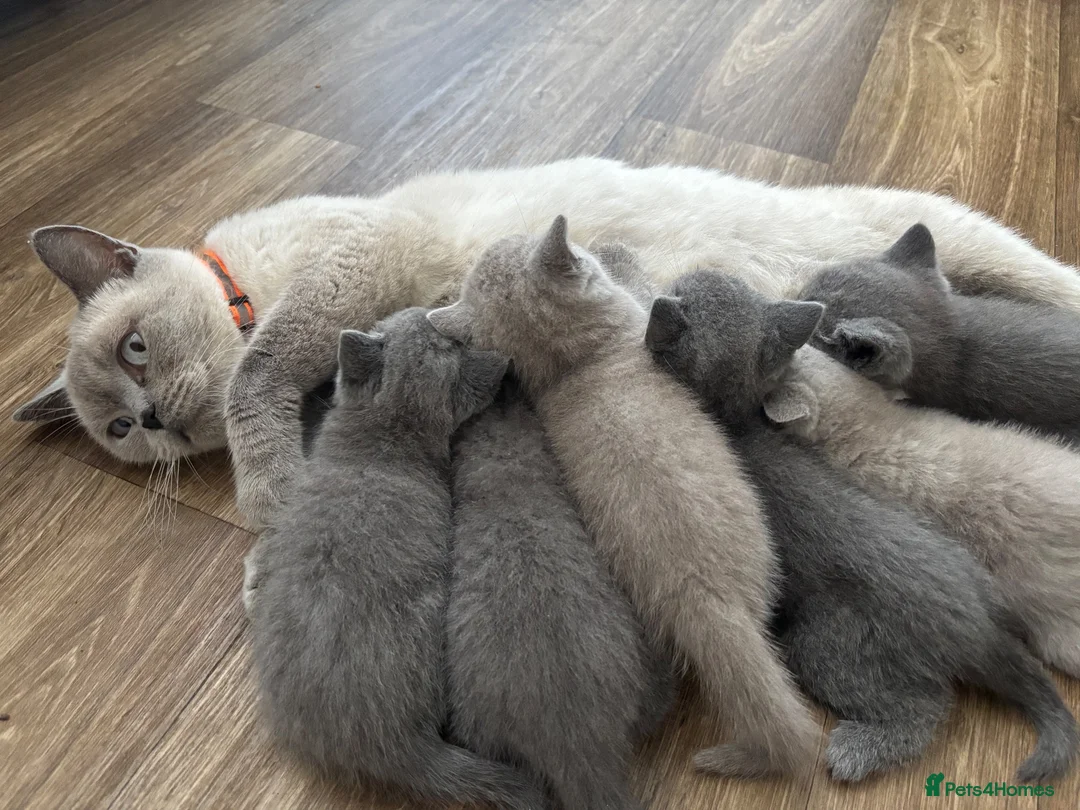 British Shorthair cats for sale: Adorable British Shorthair Kittens BSH - Advert 4