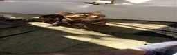 Bengal cats for sale: Bengal male unneutered - Advert 2