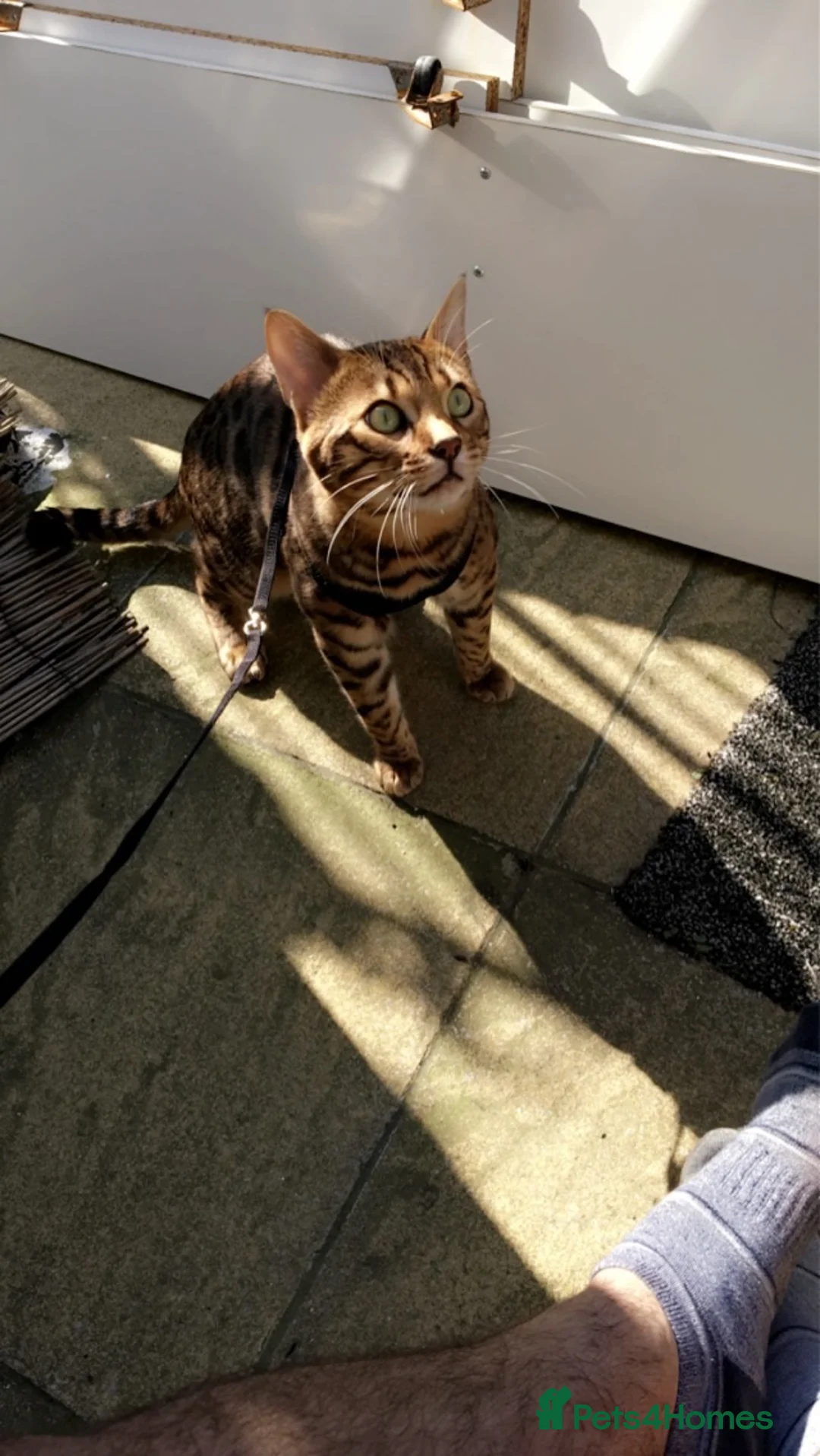 Bengal cats for sale: Bengal male unneutered - Advert 2