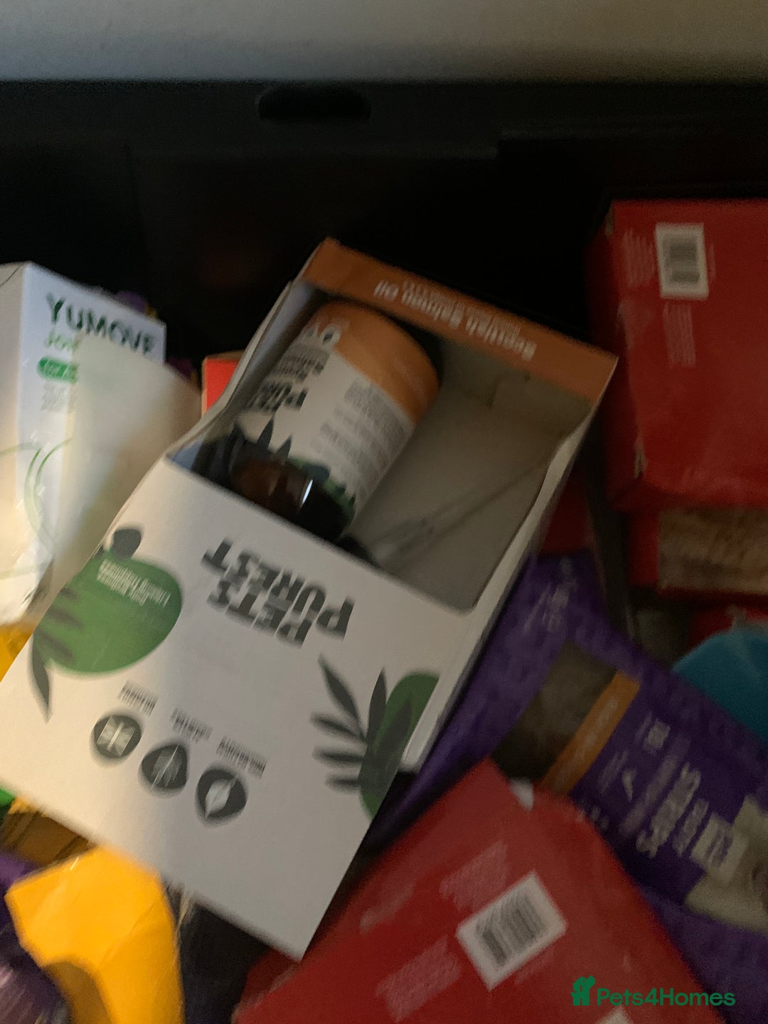 Cane Corso dogs for sale: PURE CANE CORSO MALE - Advert 16