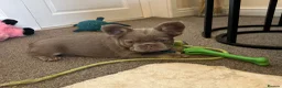 French Bulldog dogs for sale: Kc registered french bulldog puppies  - Advert 1