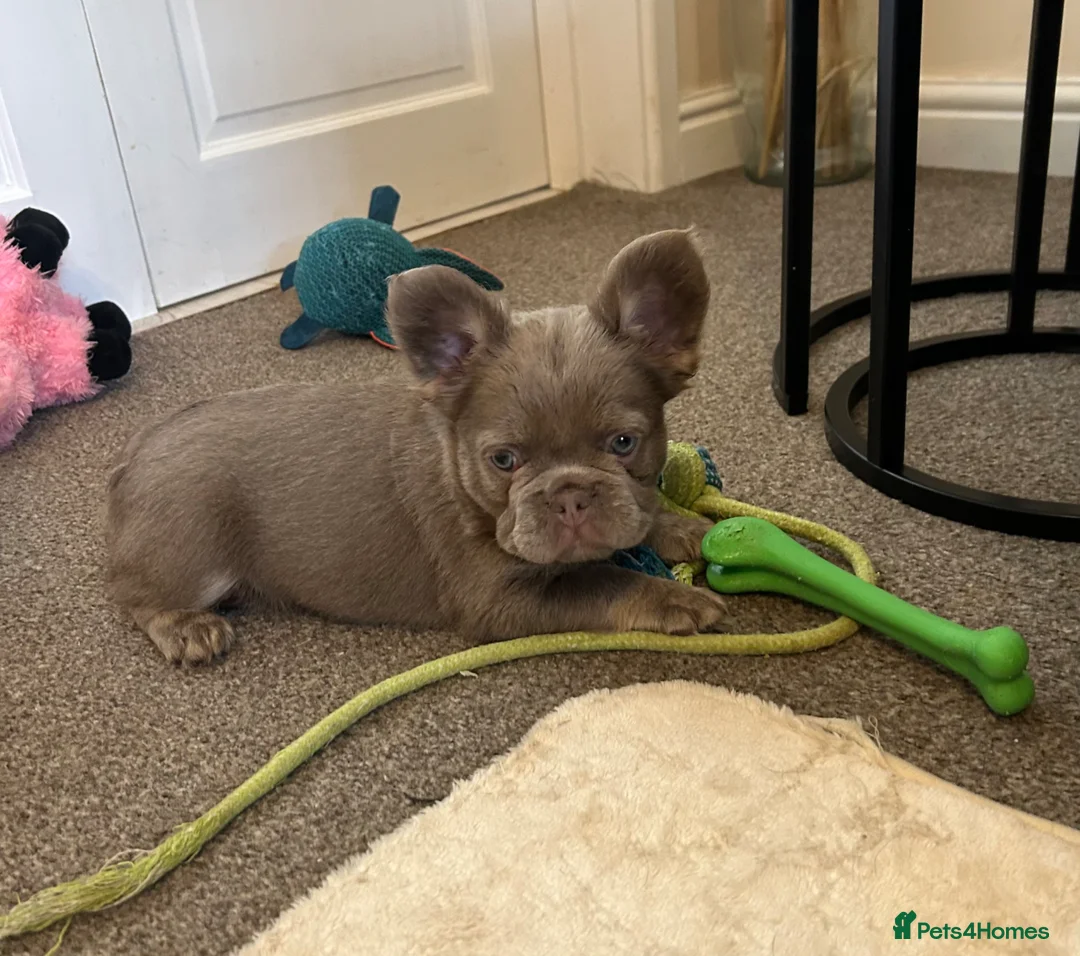 French Bulldog dogs for sale: Kc registered french bulldog puppies  - Advert 1