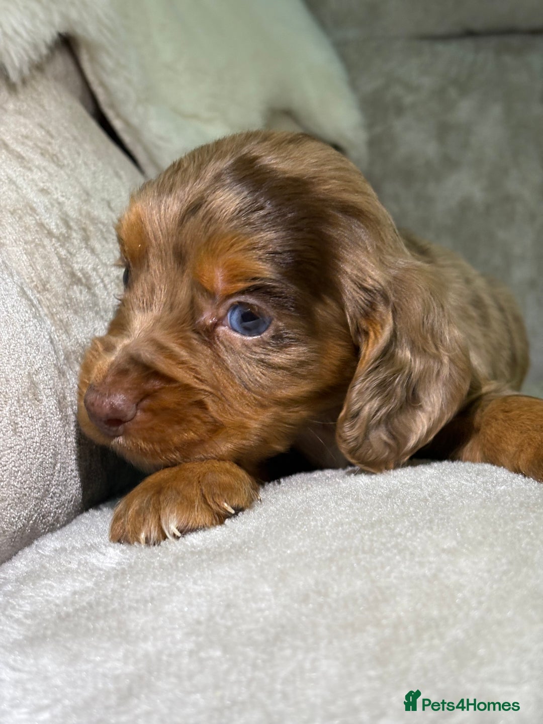 Cocker Spaniel dogs for sale: Stunning cocker spaniel puppies - Advert 8