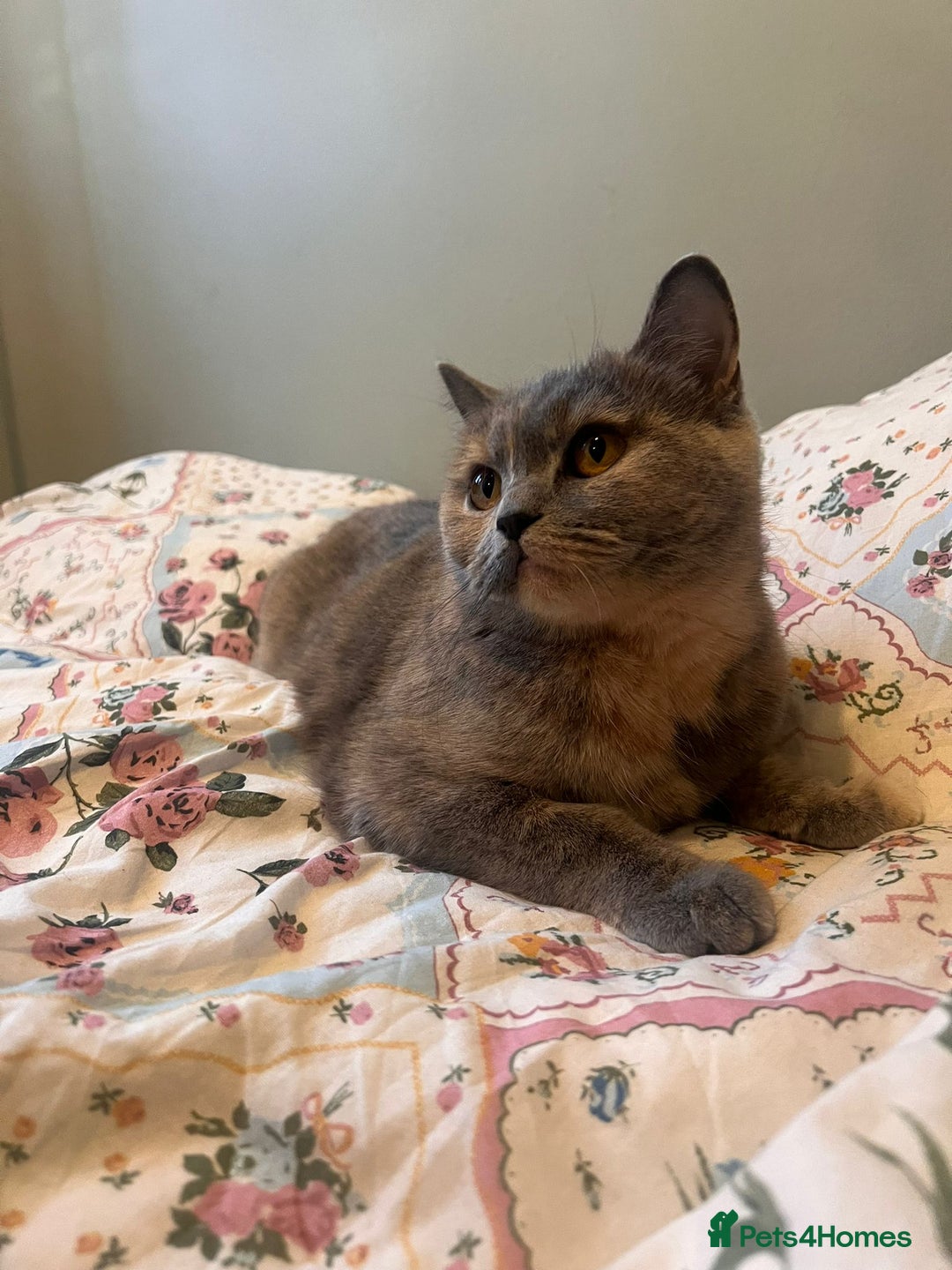 British Shorthair cats for sale: GCCF Registered tortie British Shorthair girl - Advert 8