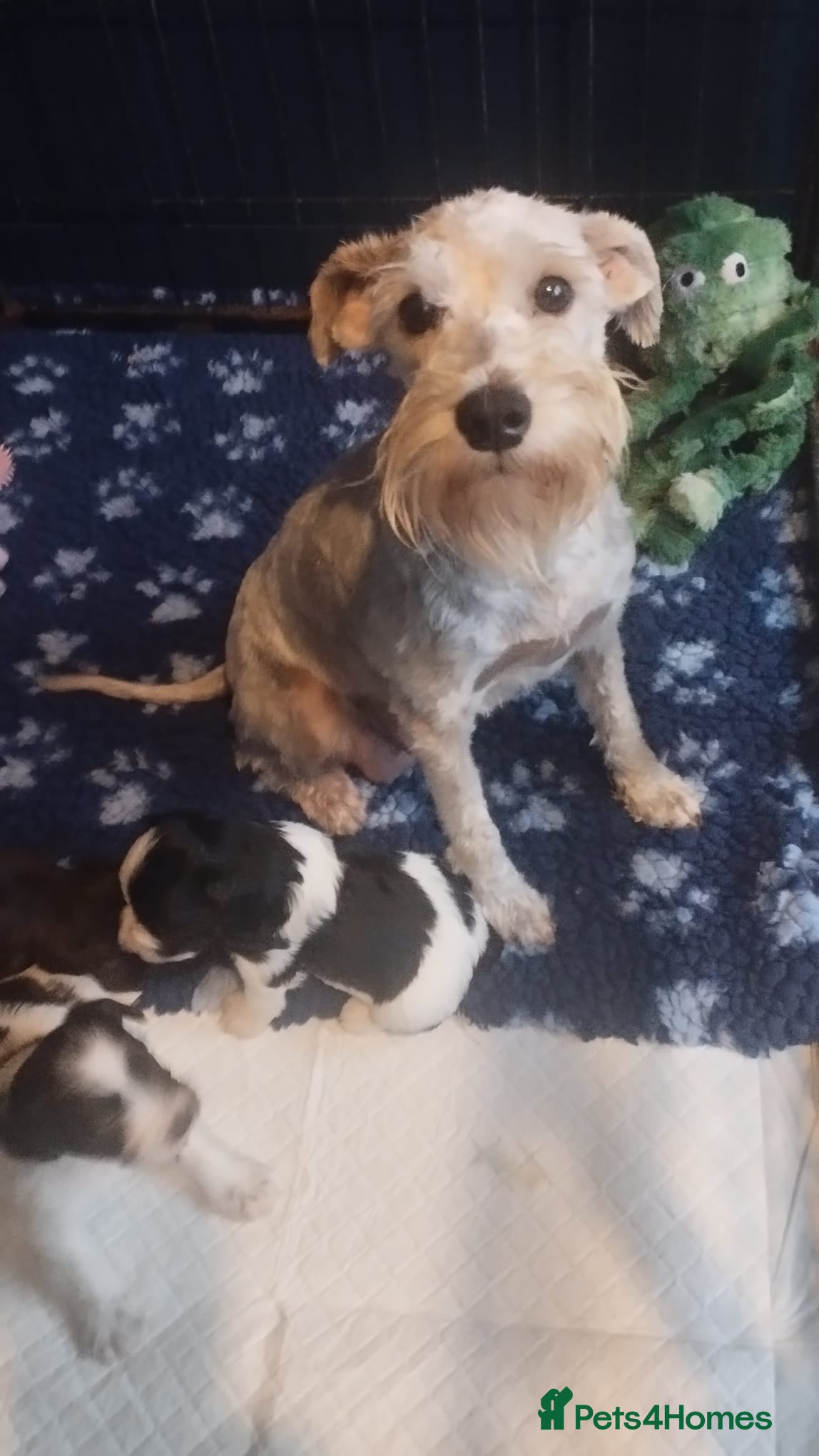 Miniature Schnauzer dogs LAST BOY - Miniature Schnauzer  - Advert 1