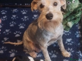 Miniature Schnauzer dogs LAST BOY - Miniature Schnauzer - Advert 1