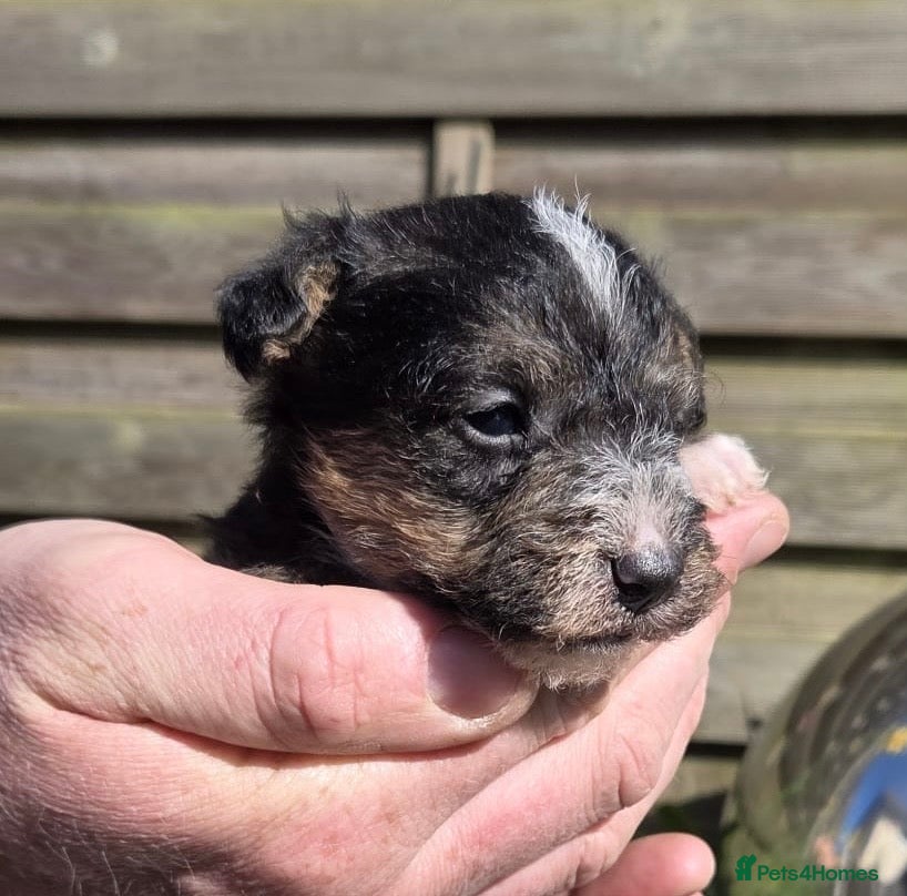 Mixed Breed dogs Beautiful Lakeland Terrier/Poodle Puppies - Advert 1
