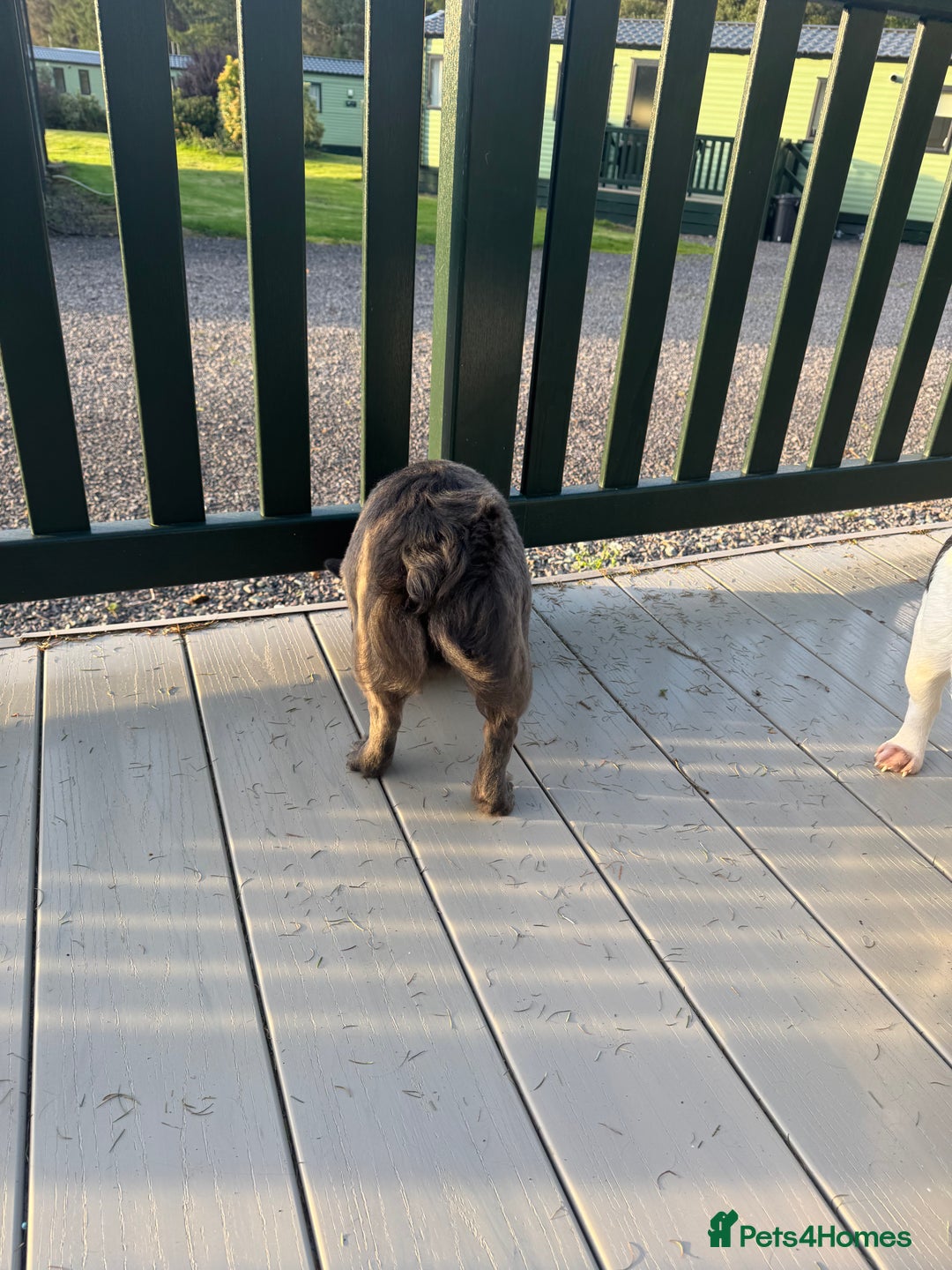 French Bulldog dogs for sale: REDUCED to £1100!!!Fluffy Frenchies in Edinburgh - Image 6