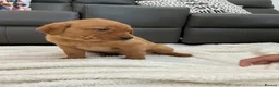Labrador Retriever dogs for sale: For Red Labrador pups. KC REG/COUNCIL LICENSED  - Advert 13