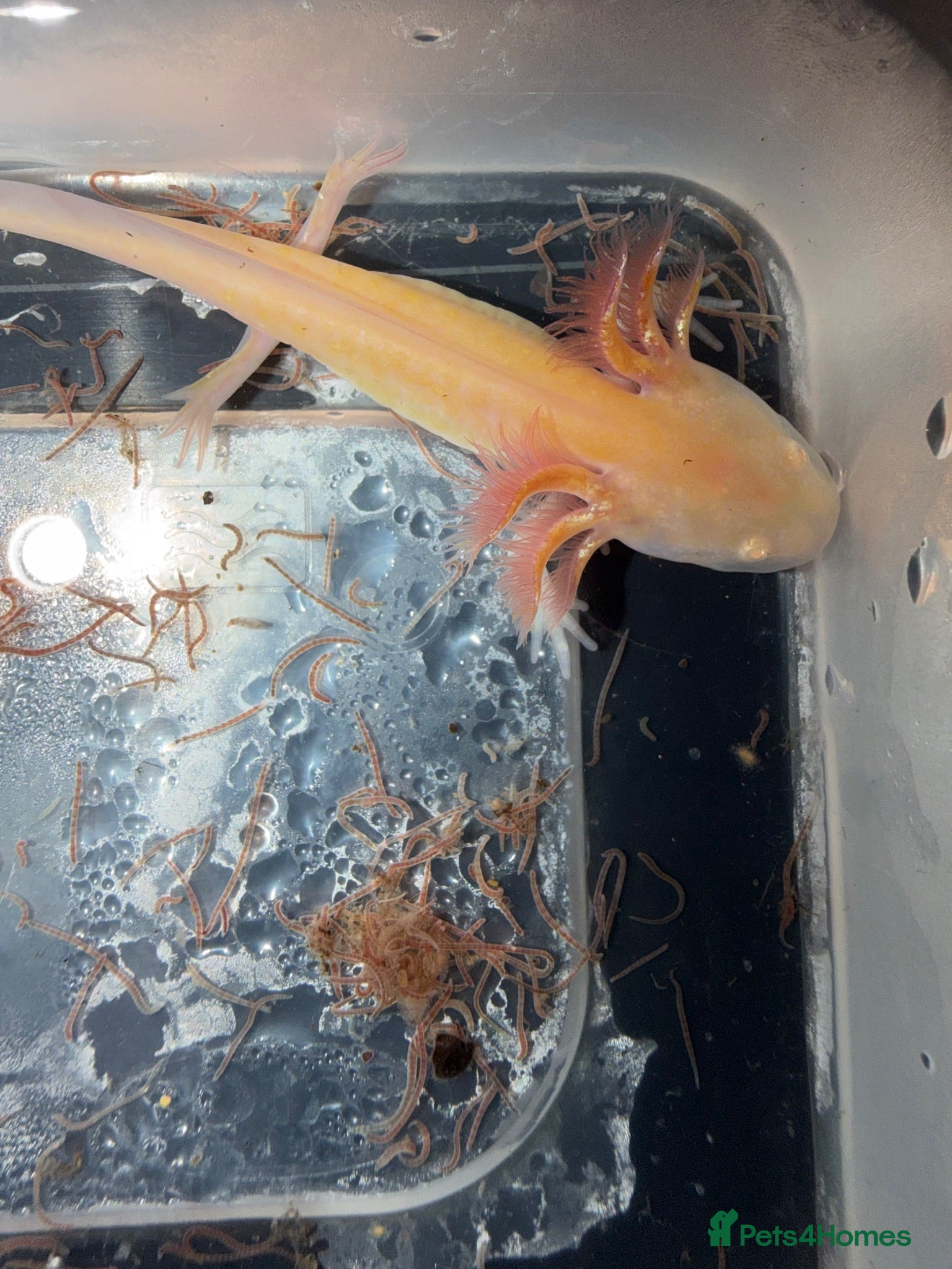 Axolotl reptiles Axolotl - Advert 12