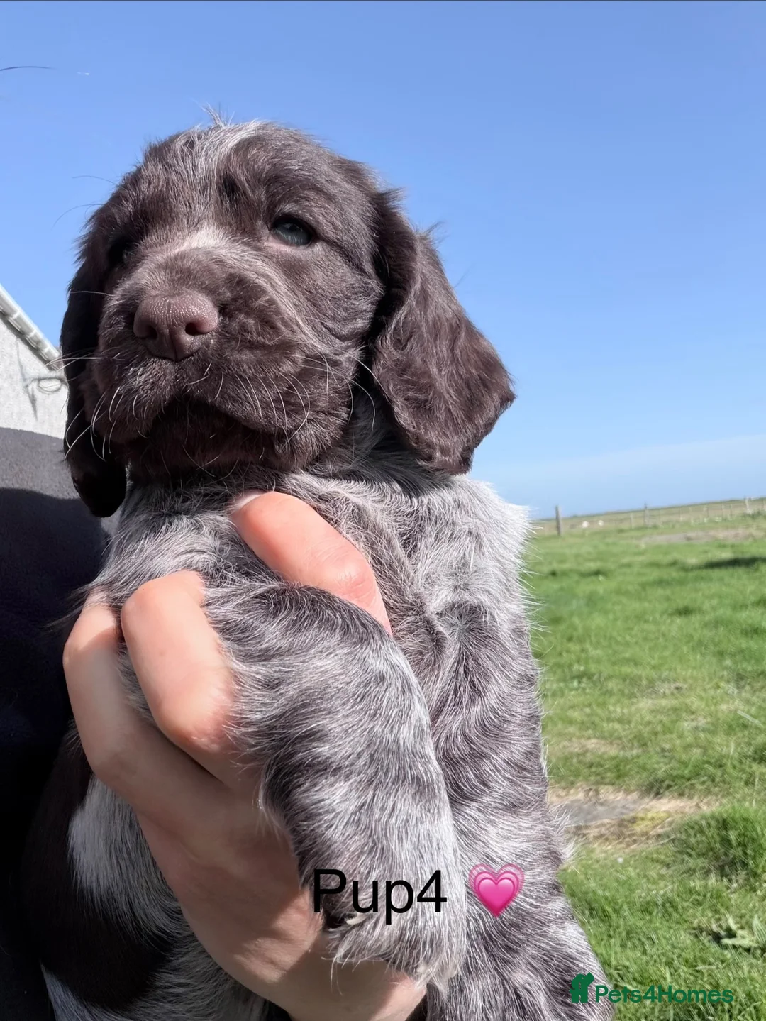 Cocker Spaniel dogs for sale: Spaniel Pups for sale - Advert 2