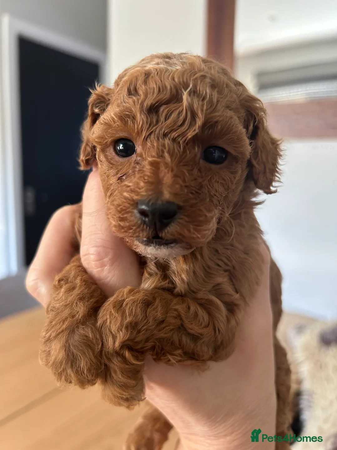 Toy Poodle dogs for sale: Outstanding toy poodles  - Advert 7