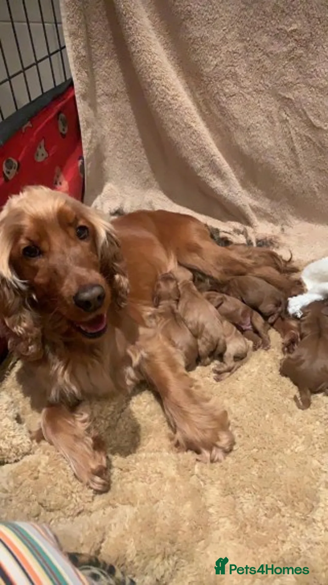 Miniature Poodle dogs for stud: Extensively Health Tested Deep Red Mini Poodle in Mansfield - Advert 17