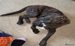 Mixed Breed dogs for sale: Need to rehome my 5 month old puppy - Image 3