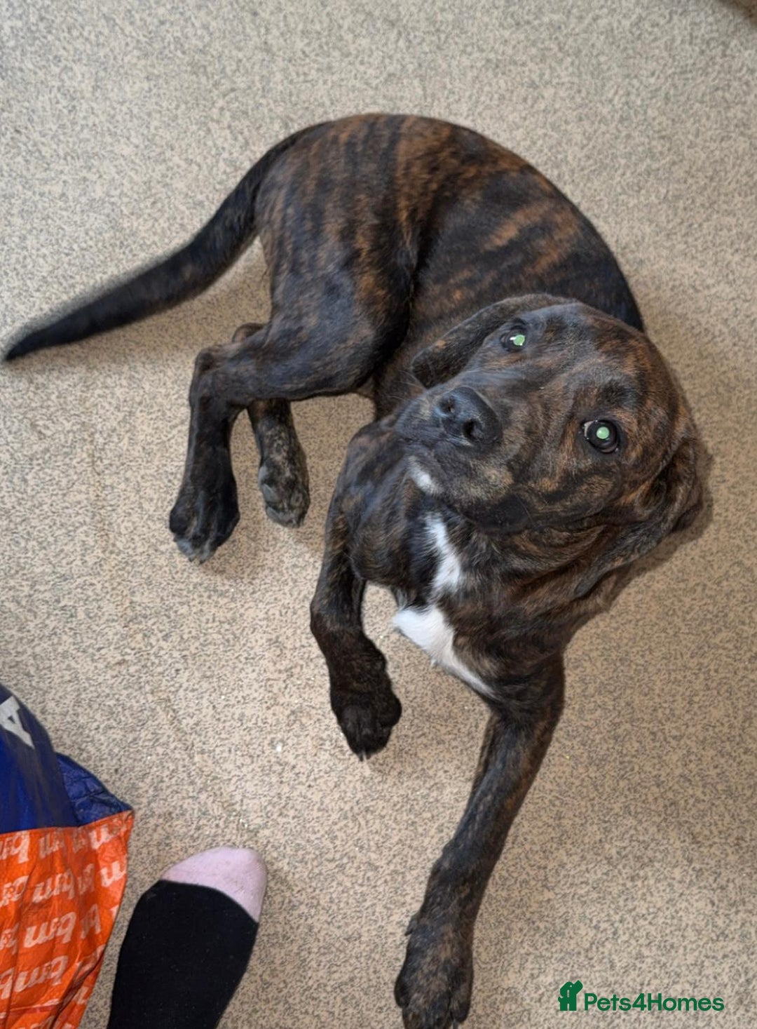 Mixed Breed dogs for sale: Need to rehome my 5 month old puppy - Image 3