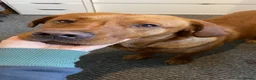 Labrador Retriever dogs for stud: Fox Red Labrador Available for Stud.  - Advert 4