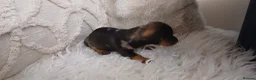 Miniature Dachshund dogs for sale: Miniture dachshund Pups in Mountain Ash - Advert 6