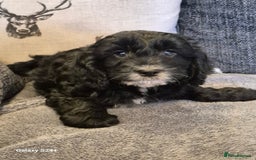 Cockapoo dogs for sale: Stunning f1 cockapoo puppys  - Image 3