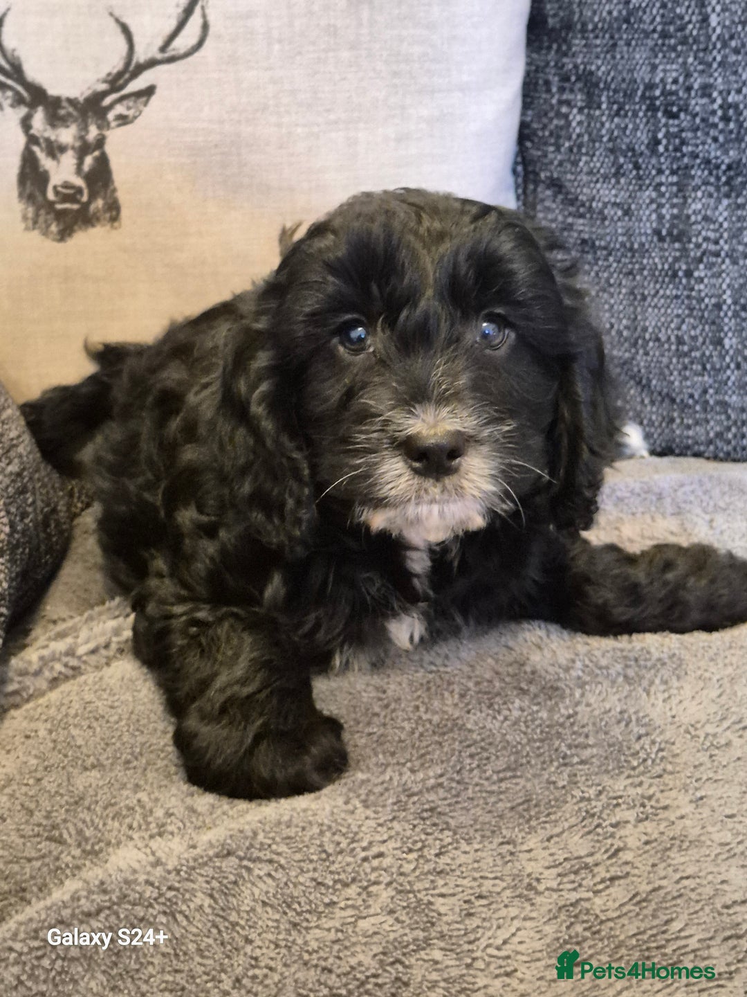 Cockapoo dogs for sale: Stunning f1 cockapoo puppys  - Image 3