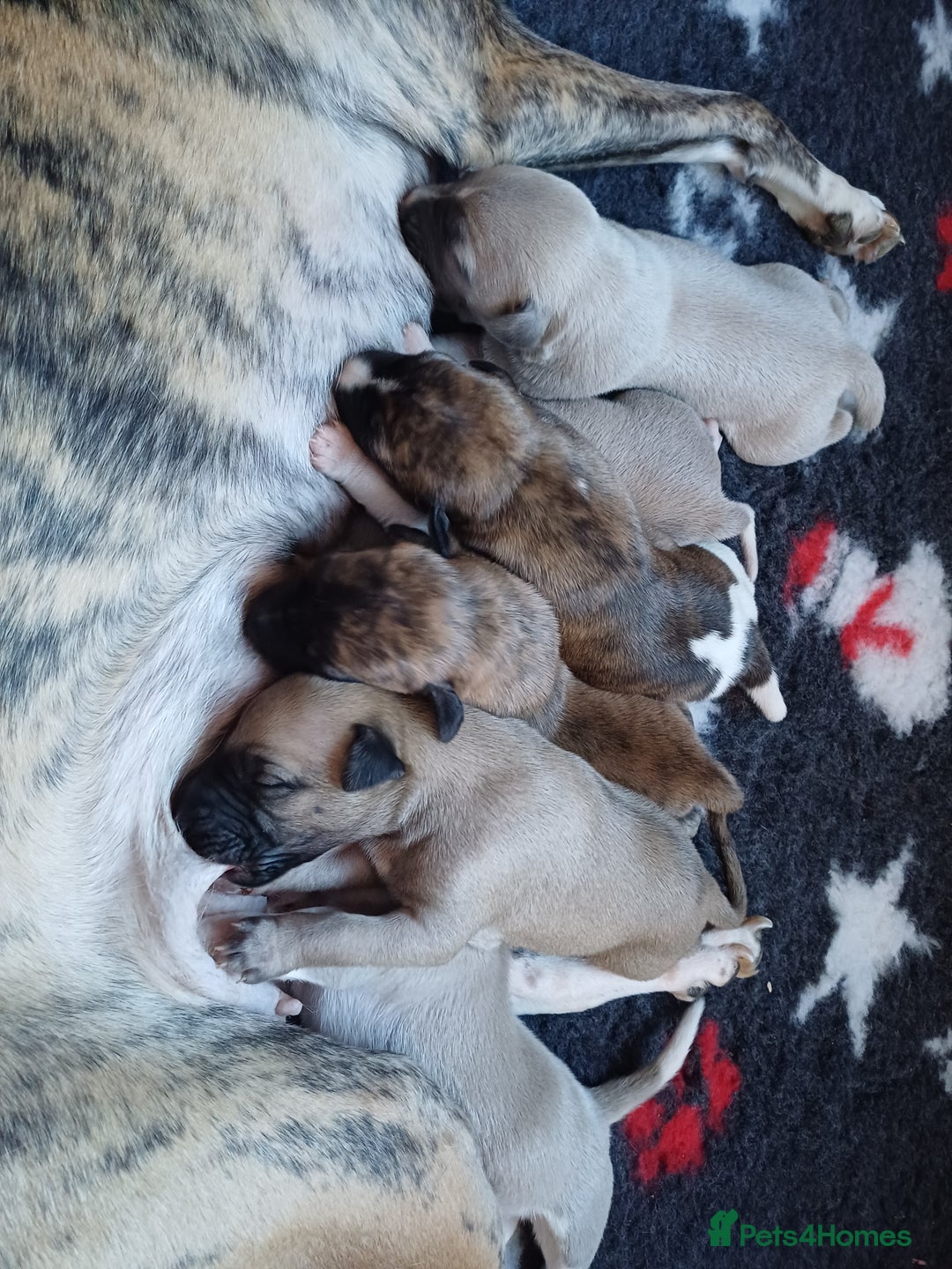 Whippet dogs for sale: KC  REG WHIPPET PUPS - Advert 25