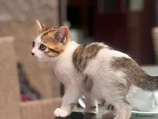 Scottish Fold cats Last boy 🐾Scottish straight cross kittens - Advert 5