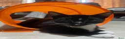 Domestic Shorthair cats for sale: Three tuxes up for grabs :) - Advert 3