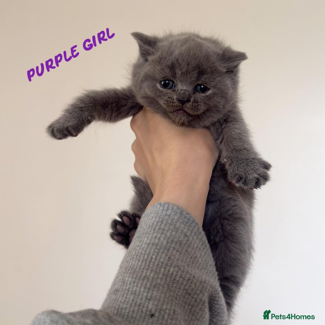 British Shorthair cats for sale: Show quality British Short Hair kittens - Advert 10