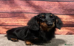 Miniature Dachshund dogs for stud: For Stud Long Haired minature Black and Tan male  in Pontefract - Advert 14