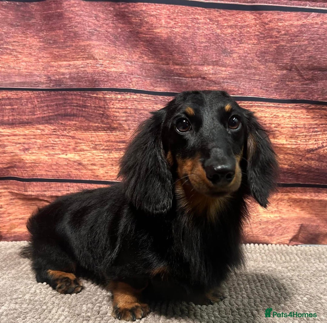Miniature Dachshund dogs for stud: For Stud Long Haired minature Black and Tan male  in Pontefract - Advert 14