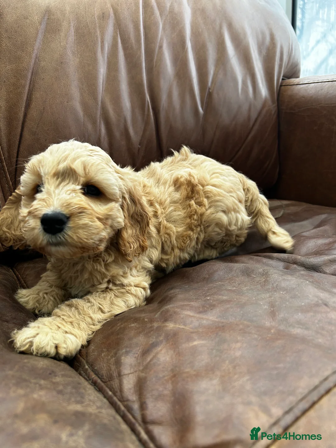 Cockapoo dogs for sale: READY TO GO 3 Golden Cockapoos  - Advert 13