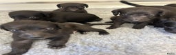 Mixed Breed dogs for sale: GENUINE BEDDY WHIPPETS 2 BOYS LEFT - Advert 12