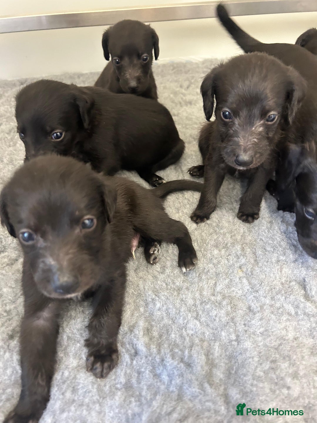 Mixed Breed dogs for sale: GENUINE BEDDY WHIPPETS 2 BOYS LEFT - Advert 12