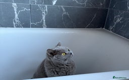 British Shorthair cats for sale: British Shorthair female for adoption - Image 2